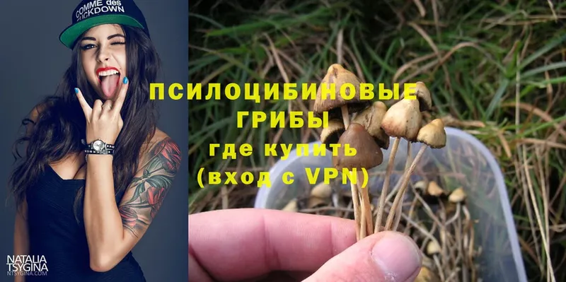 Псилоцибиновые грибы Psilocybe  купить  сайты  Черногорск 